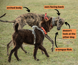 the sighthound shows calming signals: arched body, ears facing back, tongue flick, does not look at the other dog