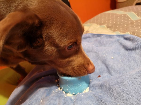 A dog eating cottage cheese.