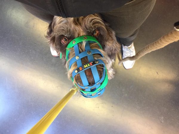 a dog in a muzzle sitting between the legs of its guardian on a bus