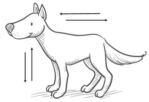 The neutral body posture: the dog is neither trying to make themselves big nor small, their centre of mass in the middle.