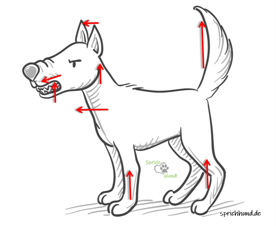 Offensive-threatening body language: here all the movement is upwards and forwards, the dog is trying to make themselves big. Remember that dogs prefer to avoid conflict - in many situations communicating that they are ready to move forwards if needed is enough to have the other dog back off.
