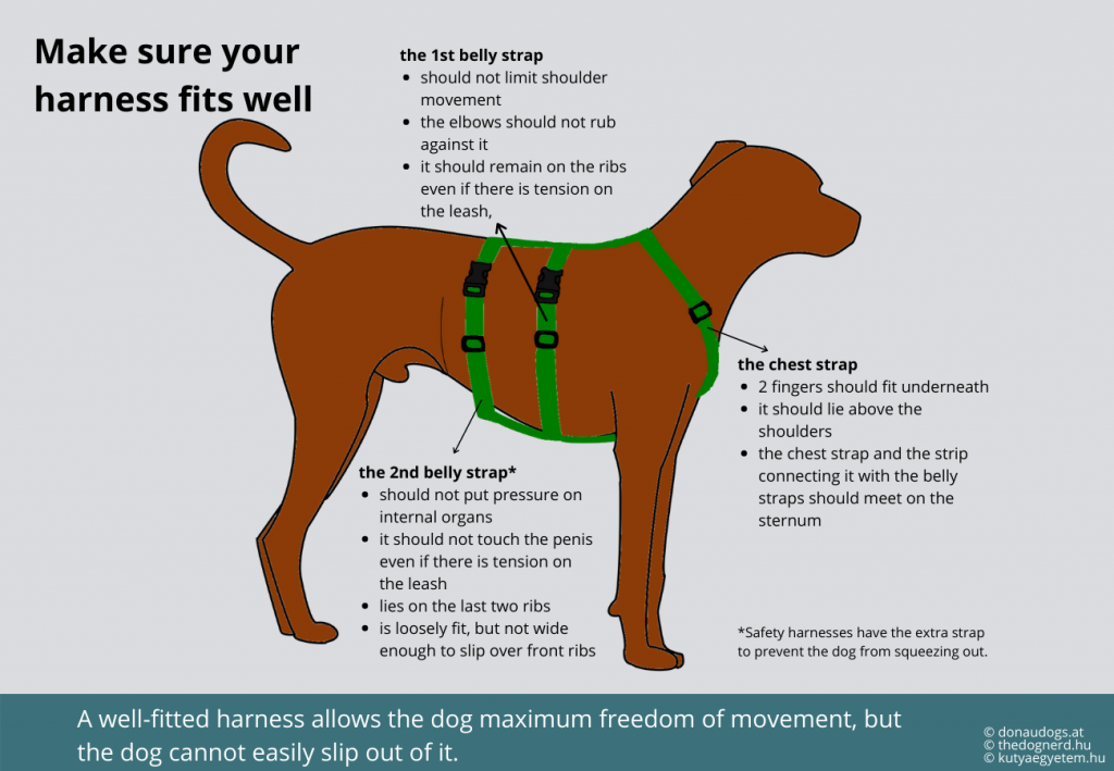 in a well fitting y-, x- or h-harness the breast strap lies on the sternum, the belly strap doesn't rub against the elbows and the harness stays in place