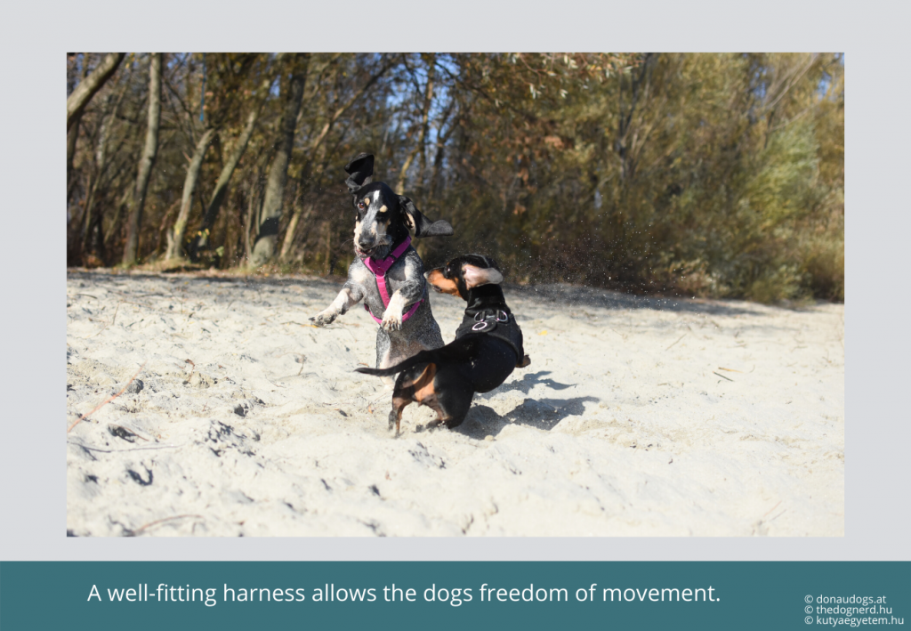 two dogs in harnesses playing exuberantly