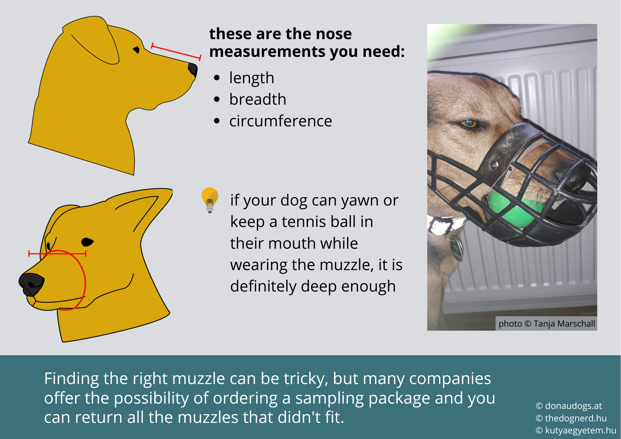 How to Measure a Dog: Finding the Perfect Fit
