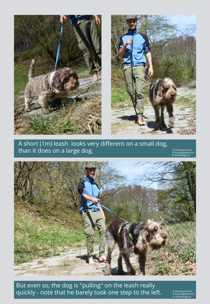 even a large dog "pulls" quicky on a 1m leash, it's enough if he takes one step to the side