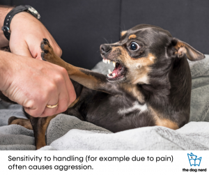 small dog showing teeth, hand approaching