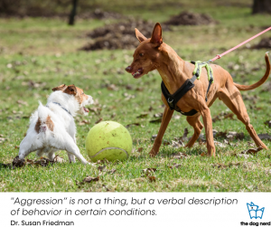 two dogs snarling at each other over a toy